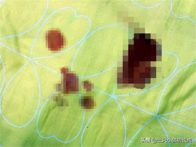 猫咪绝育后的几件事,猫咪绝育后续出的问题是谁承担