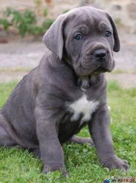 金毛禁养犬名单曲靖,曲靖麒麟区城区养犬标准规定