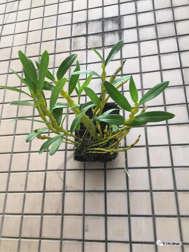 石斛兰用苔藓包着水培不烂根吗,石斛兰花烂根要怎么挽救