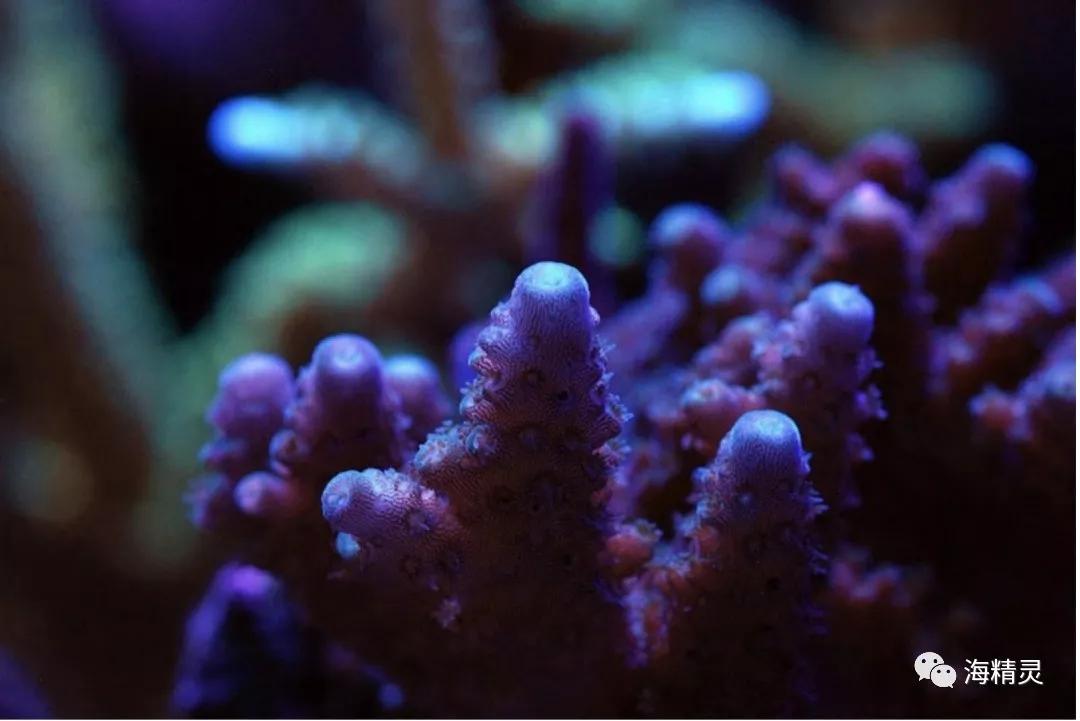 为什么一定要爆藻,为什么国人对鱼情有独钟