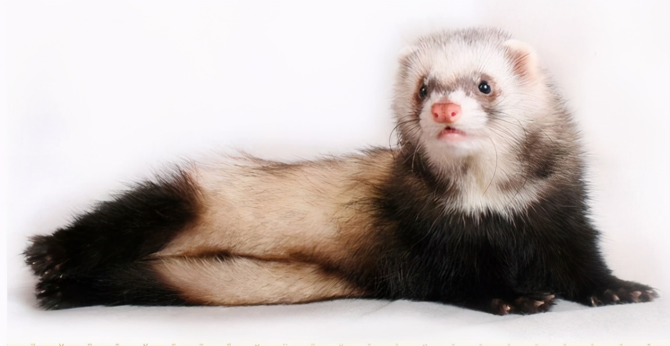 安格鲁貂和玛雪儿貂哪个性格好,可爱安格鲁貂