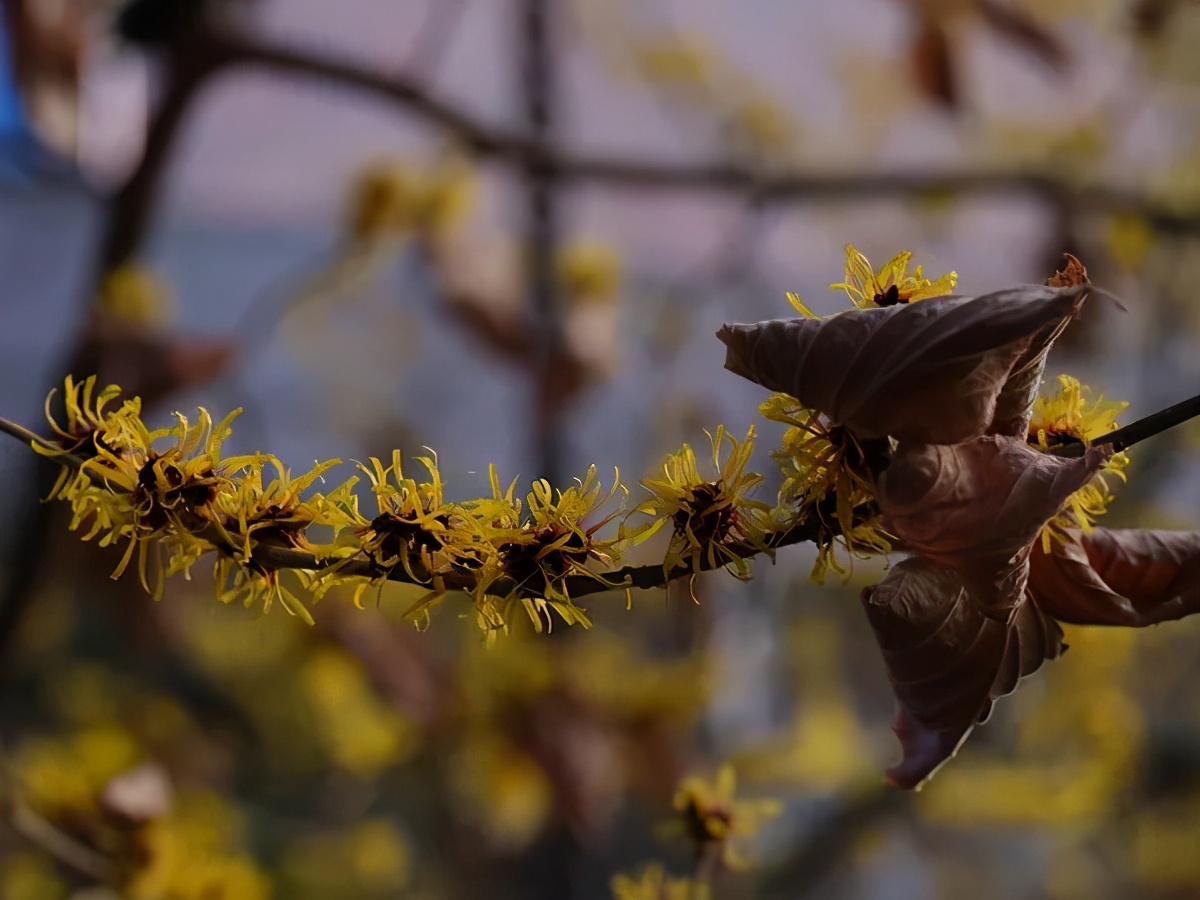 富士中画幅相机gfx100s有什么优点,富士中画幅相机gfx100s