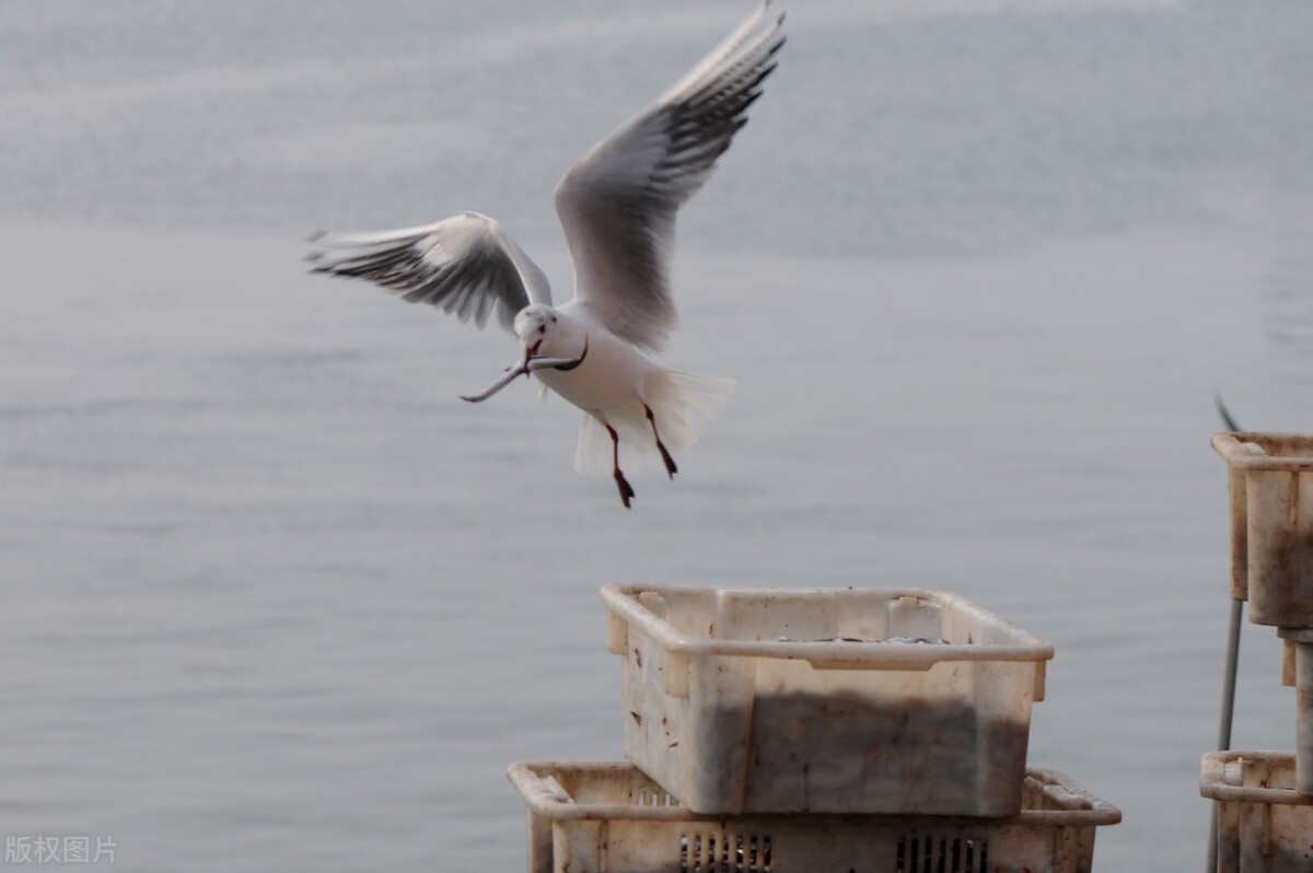 北京故宫紫禁城国家宝藏最新图片,故宫内部的紫禁城