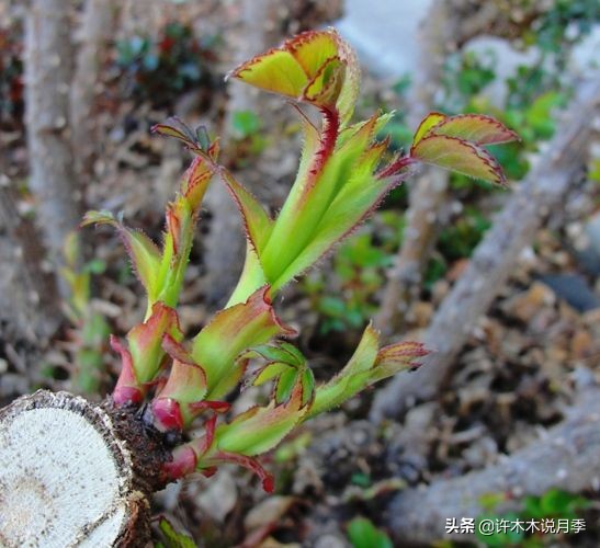 月季老是养不活怎么办,月季经常不晒太阳会怎么样
