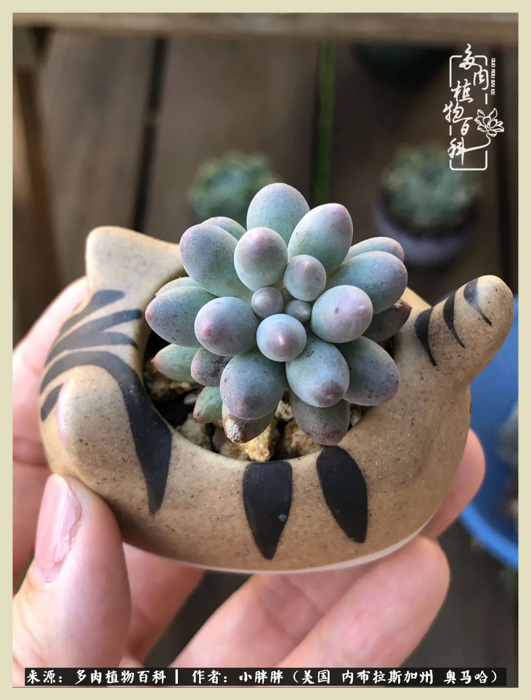 多肉小白入坑攻略,多肉中的鄙视链