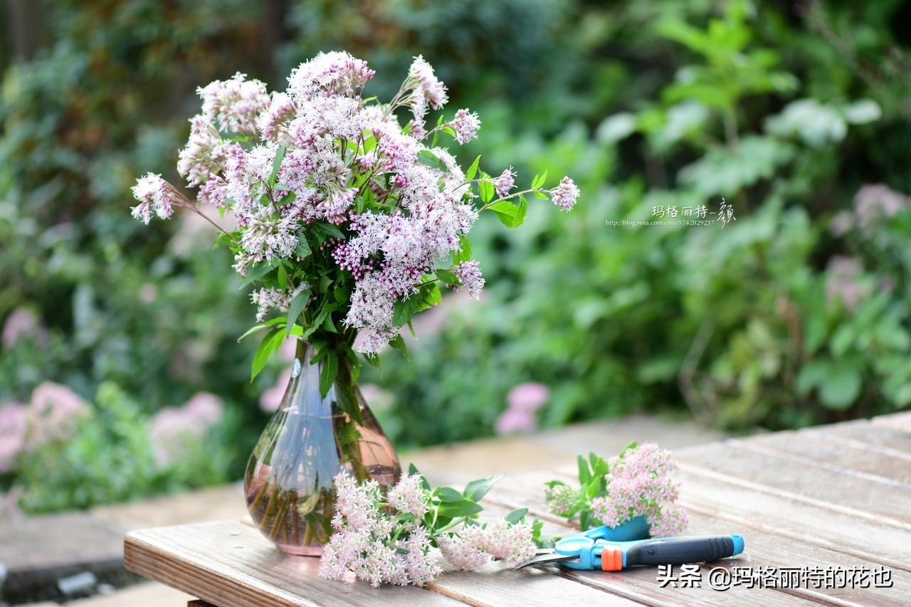 花园里四季常青的树,花园里四季都绿的植物