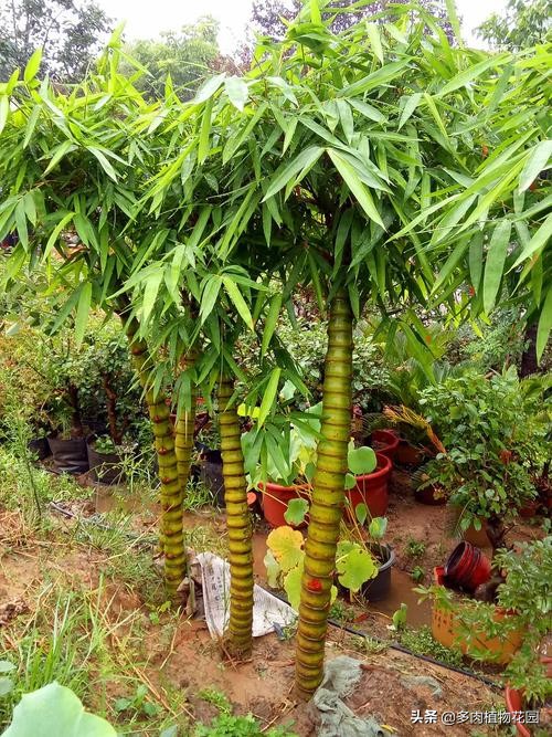 佛肚竹叶子发黄枯萎,佛肚竹怎么养才能枝繁叶茂