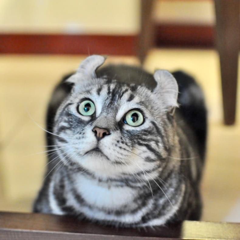 喷什么猫咪不会乱尿,猫咪绝育后乱尿怎么处理