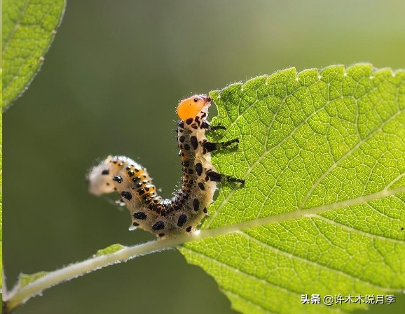 月季病害高清图,12种月季常见病害图解