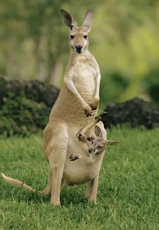 蟒蛇吞袋鼠撑死,蟒蛇能吃鳄鱼吗