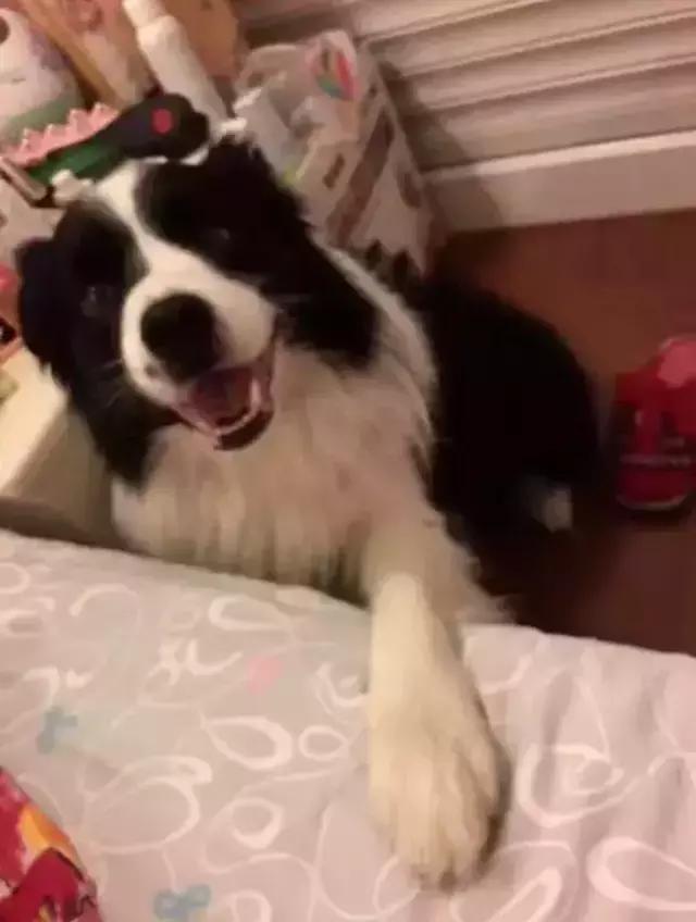 分手后养的宠物怎么处理,两个人分手一起养的宠物怎么办