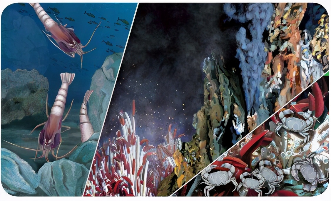 450度高温下虾怎么吃,海底450度的虾怎么煮熟