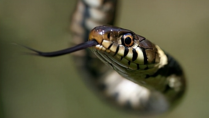 农村老人说不能杀蛇，难道说报纸上关于蛇报复人的报道，是真的？