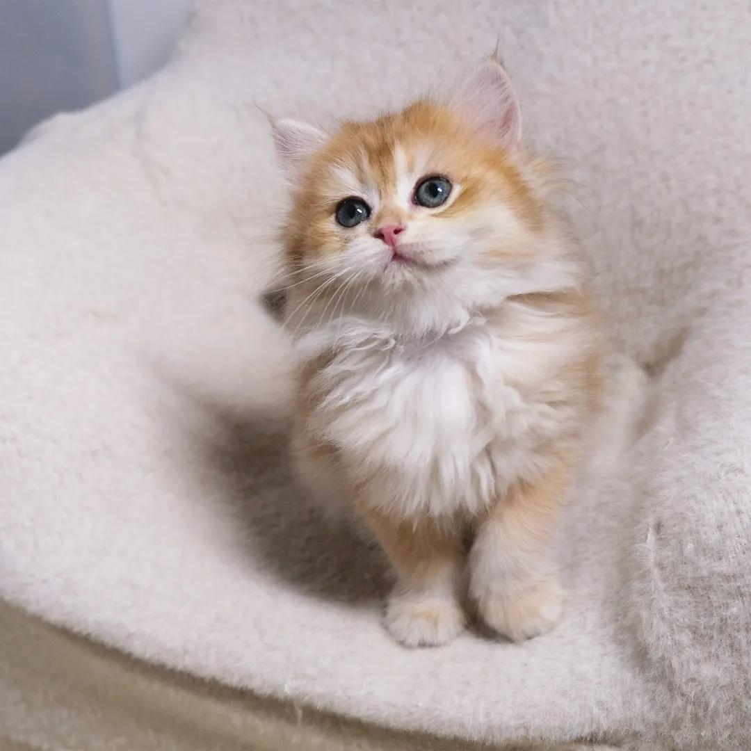 哺乳期的猫咪能不能驱虫,哺乳期的狗狗可以驱虫吗