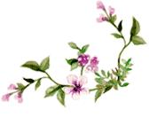 山西晋城析城山,极目胭粉遍草甸