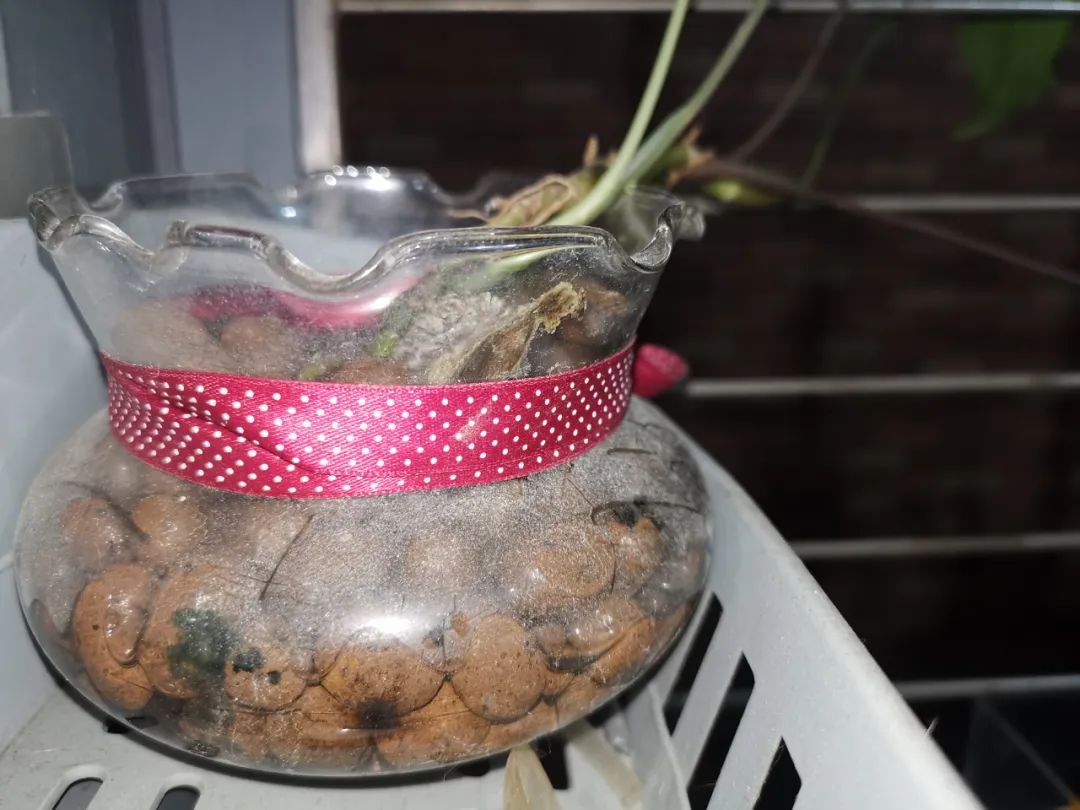 水培合果芋怎么修剪,合果芋水培根系发达吗