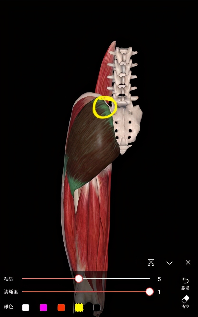 久坐后腰骶骨疼的厉害,久坐之后躺在床上腰骶部痛