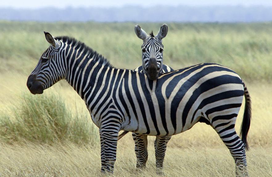 斑马斑马你不要睡着啦什么意思,斑马斑马你不要睡着啦是什么意思