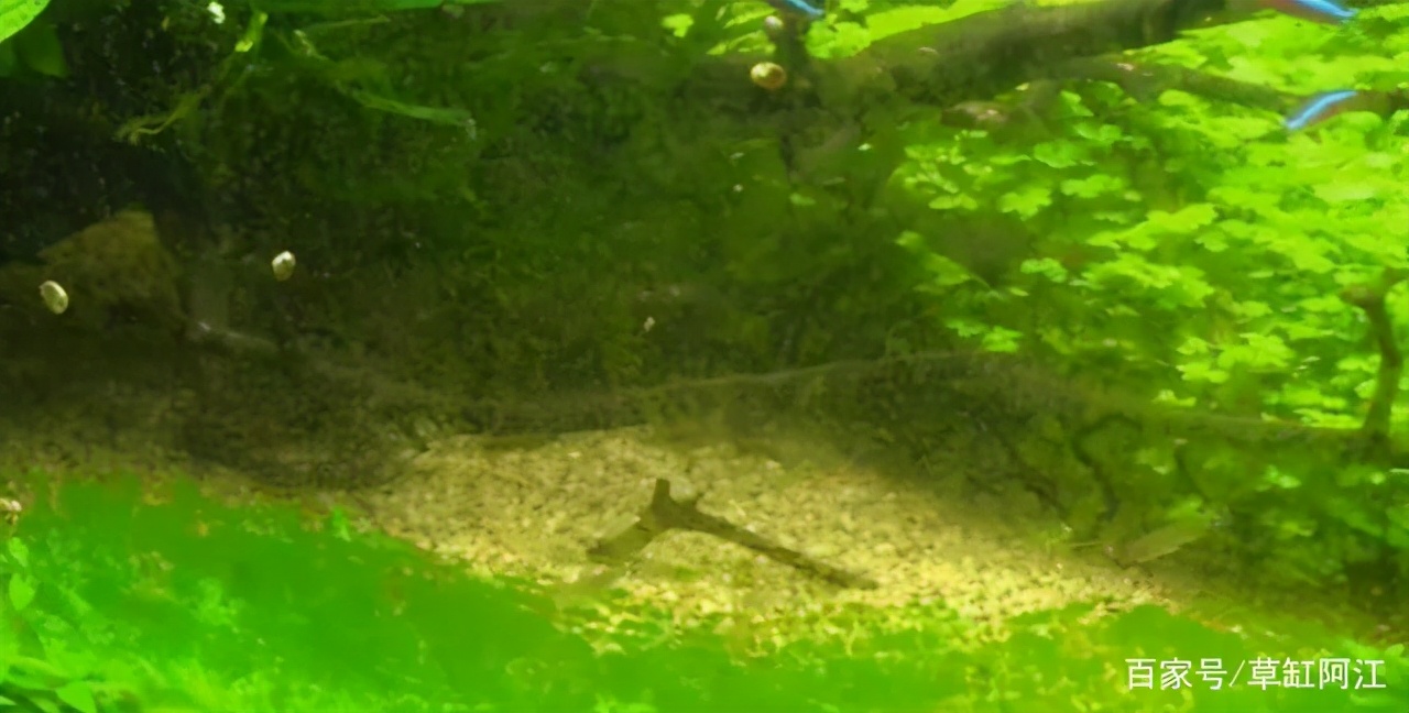 草缸水霉处理最佳方法,野生水藻怎样处理才能入缸