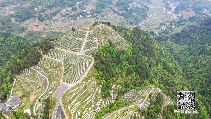 重庆斗茶大赛,重庆市斗茶大赛