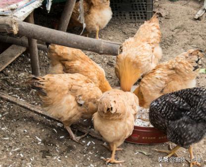肉鸡进栏后多少天消毒,肉鸡饮水消毒最佳方法