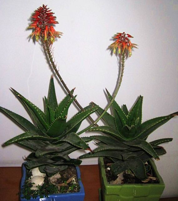 库拉索芦荟爆盆怎么处理,库拉索芦荟为什么不往上长