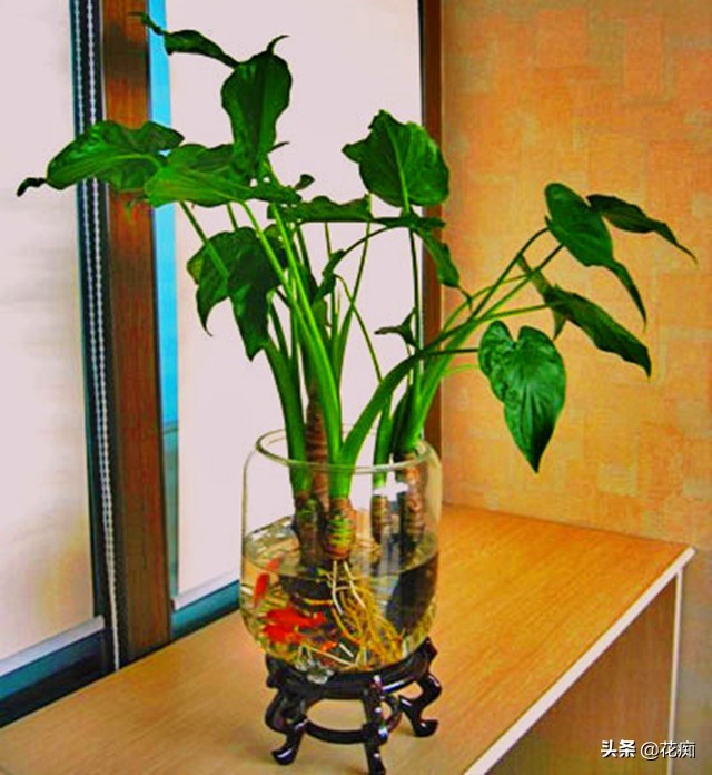 水培千手观音烂根最好的处理方法,水培千手观音花卉的养殖方法