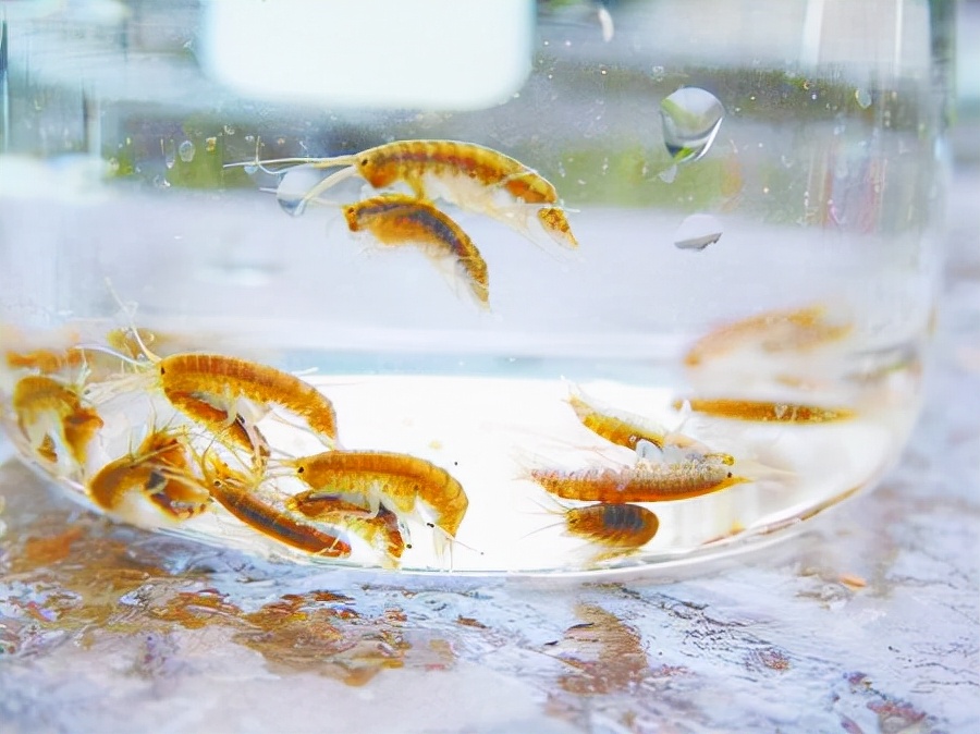 惊奇！千年汝阳杜康泉周边生长罕见的鸳鸯虾矿泉水有什么好处？