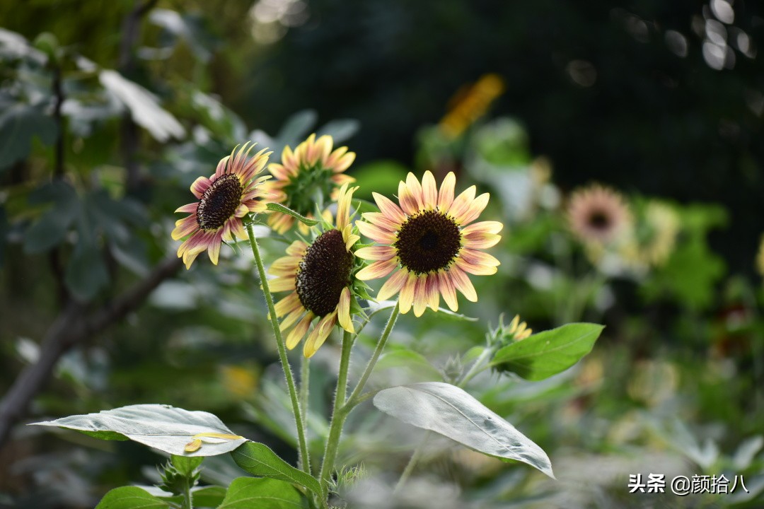 这个夏天我在花园里种向日葵|园丁
