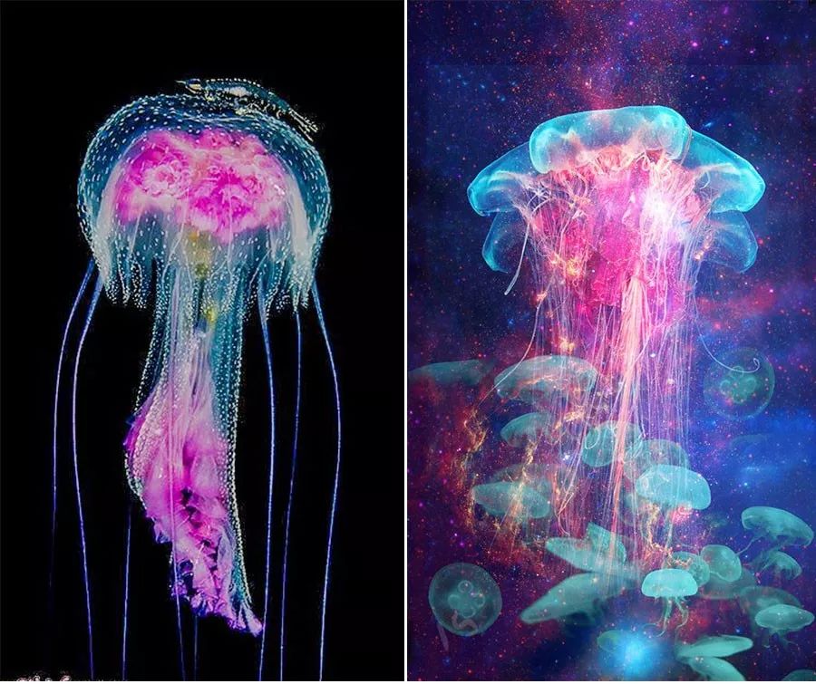 儿童画五彩水母,小红书画梦幻的水母