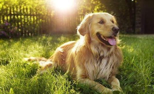 比较温顺善良的狗狗品种有哪些,温顺好养的狗狗中大型犬