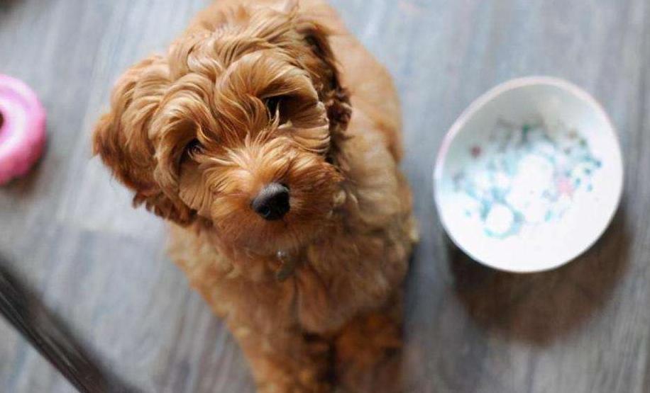 泰迪犬不吃东西挑食怎么办,小型泰迪犬超级挑食怎么办