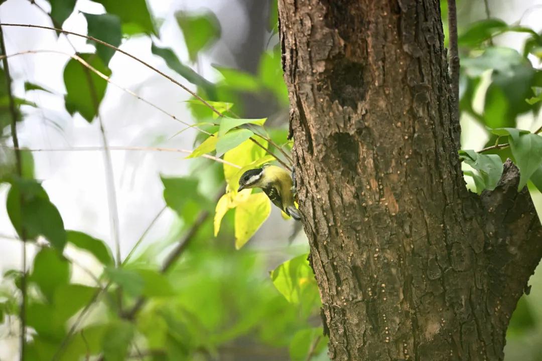 尼康z9旗舰相机详细评测,尼康z9机身的无损变焦功能