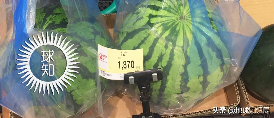 日本西瓜200人民币一个？这背后不为人知的是……|地球知识局