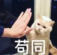 新手第1次养猫还是养狗啊,新手养猫英短银渐层喂什么猫粮