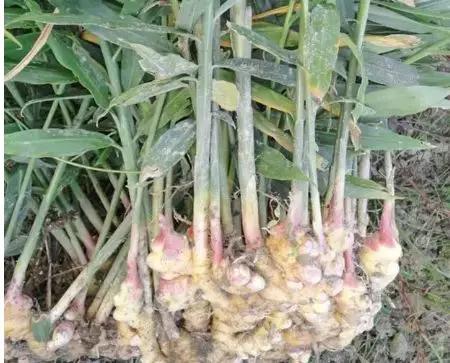 生姜的盆栽方法,生姜盆栽最佳时间