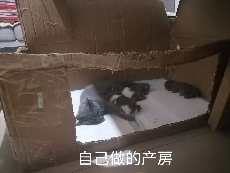 母猫生产过程、产前症状？产前准备？接生，产后如何护理？纯干货