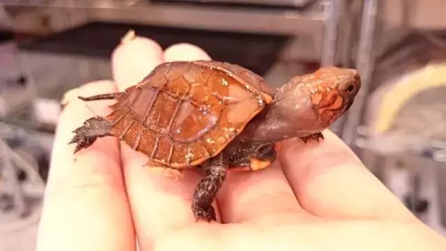 有一种龟为什么叫锯缘龟,锯缘龟八角灵龟