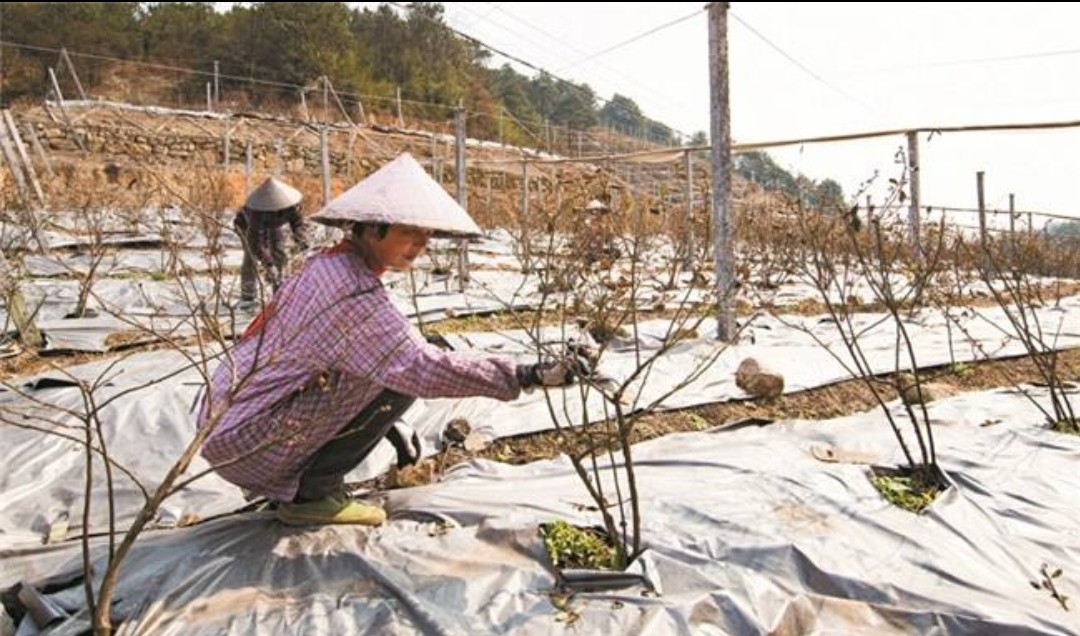 杨梅栽培技术与管理,杨梅种植管理技术