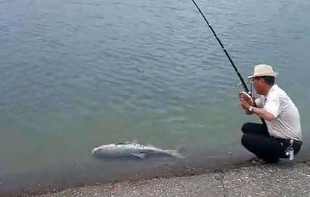 每天百斤鱼获的秘密,牵扯出锚鱼者极力隐藏的“血腥杀戮”