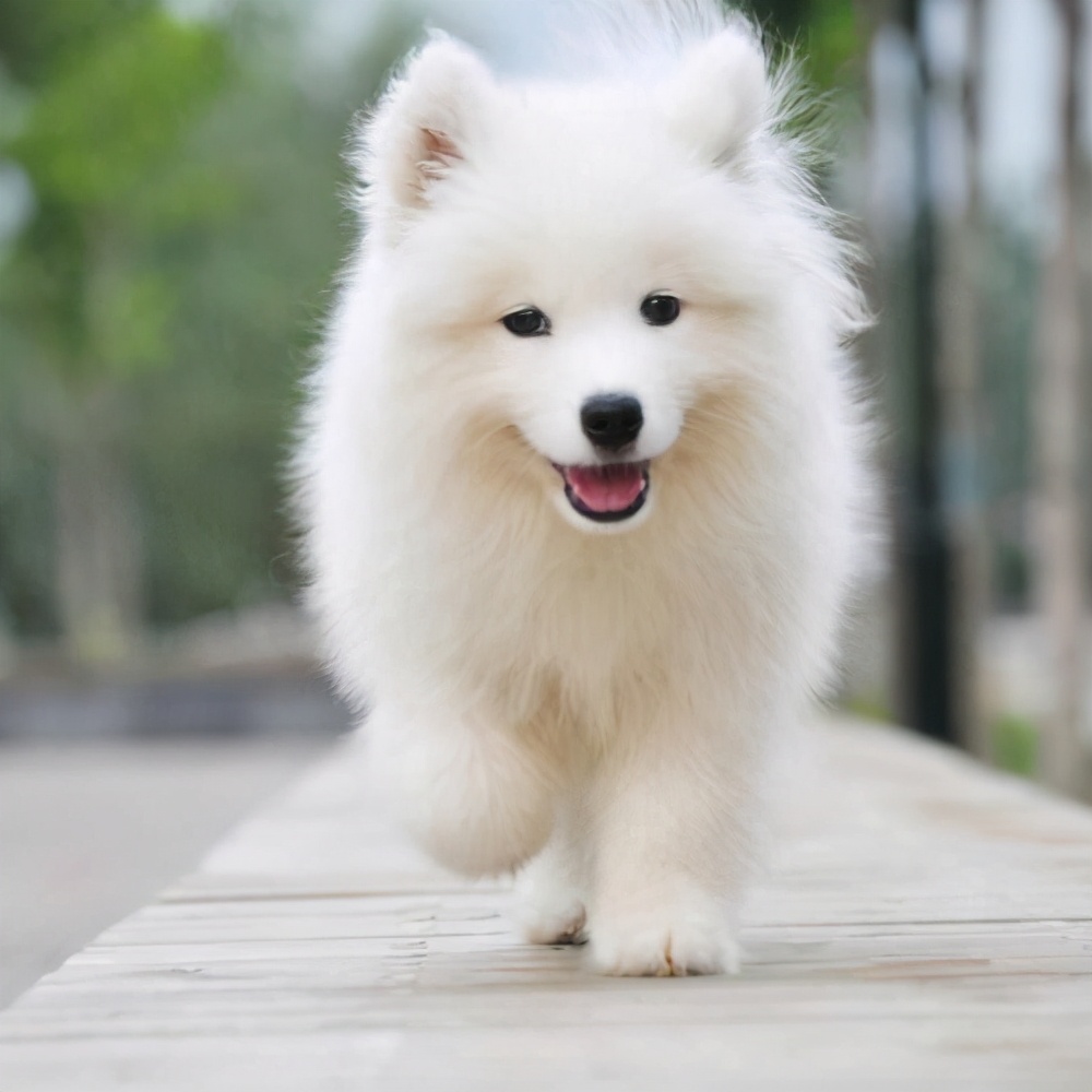 如果上帝免费送你一只狗，这6种狗，你会选谁？