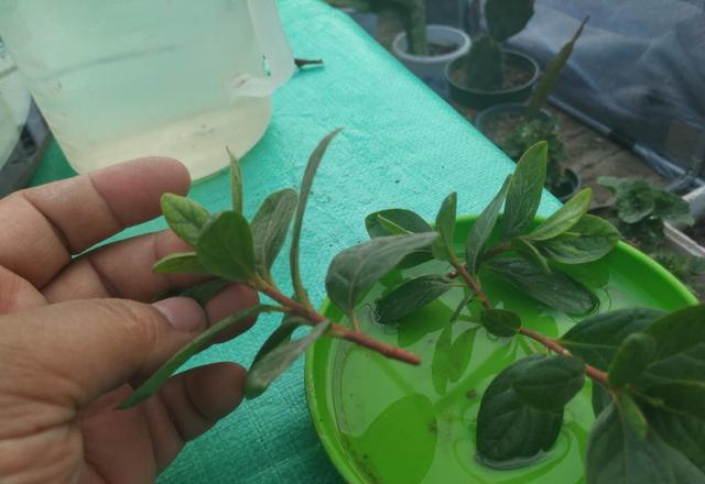 栀子花扦插生根了多久可以土培,栀子花怎么土培扦插成活率高