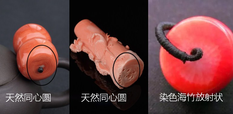 红珊瑚最怕什么,红珊瑚警惕