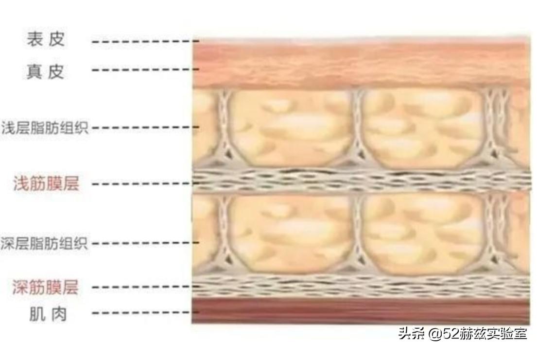 美国超声刀和德国超声刀,超声刀详细介绍