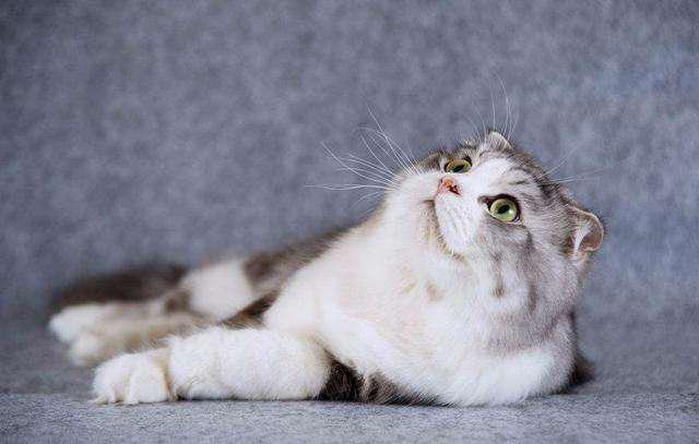 怀了小宝宝，就要送走你的猫主子吗？弓形虫了解一下