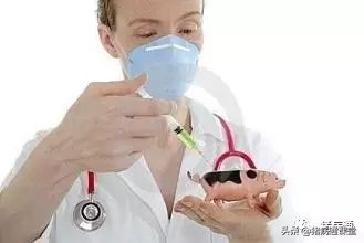 给猪打疫苗后流血怎么办,给猪打口蹄疫出现应激该怎么办