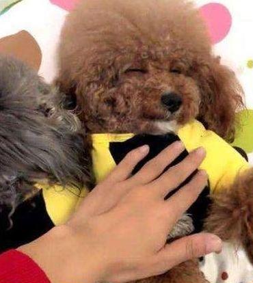 泰迪的肚皮好多黑色凸起,泰迪狗的肚皮皱皱巴巴的怎么回事