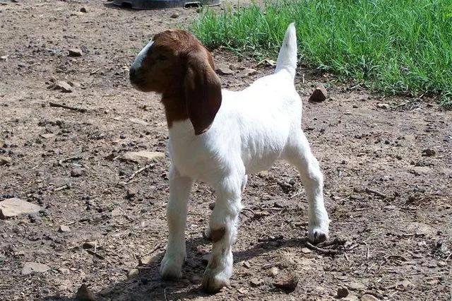 山羊怀孕单胎与多胎如何鉴别,山羊怀孕鉴别大全