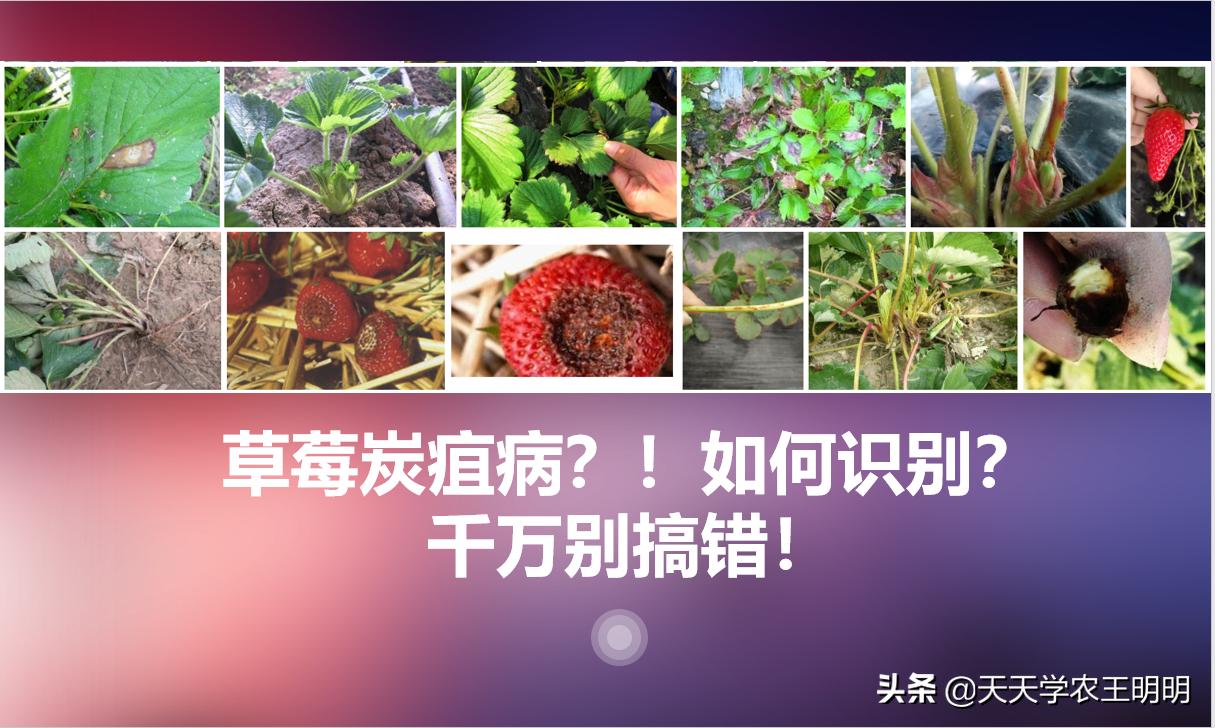 草莓小苗移栽大棚发炭疽病怎么办,草莓炭疽病初期苗还可以治好吗