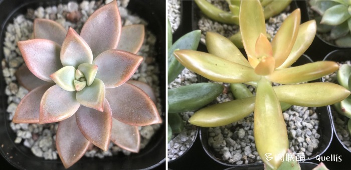 入了多肉坑又入了养鱼坑,多肉补光灯出坑